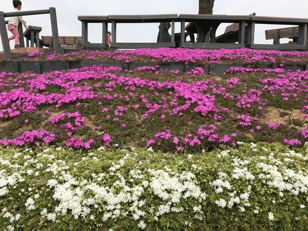 お花畑