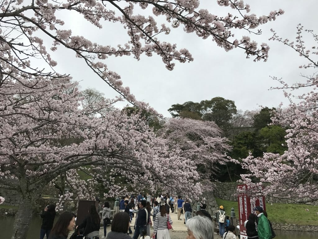 彦根城の桜道