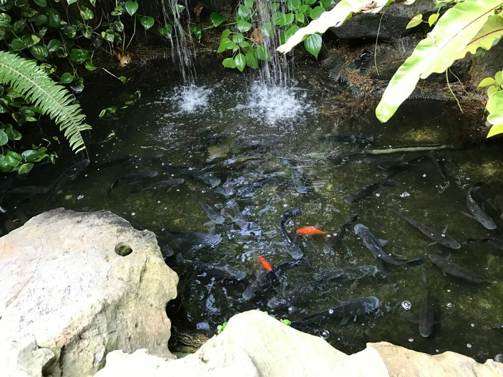 鯉さんが泳いでました