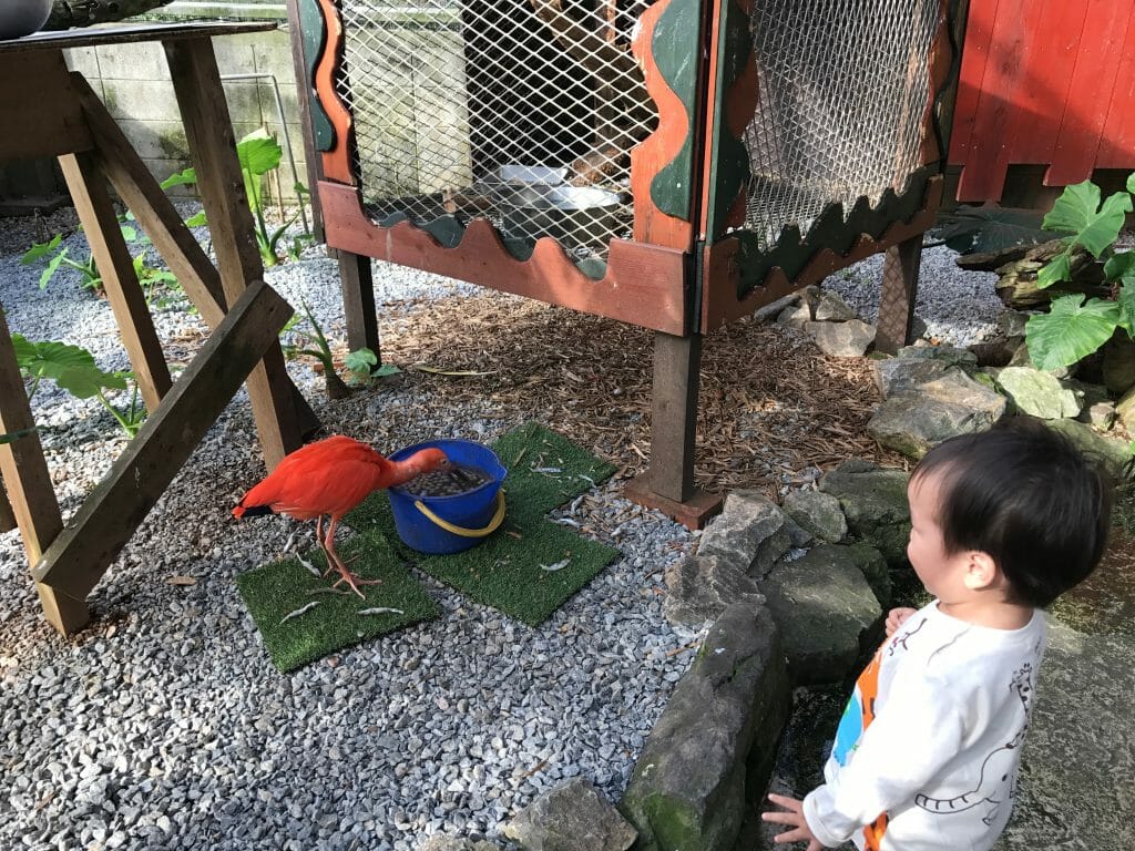 鳥に叫ぶ次男